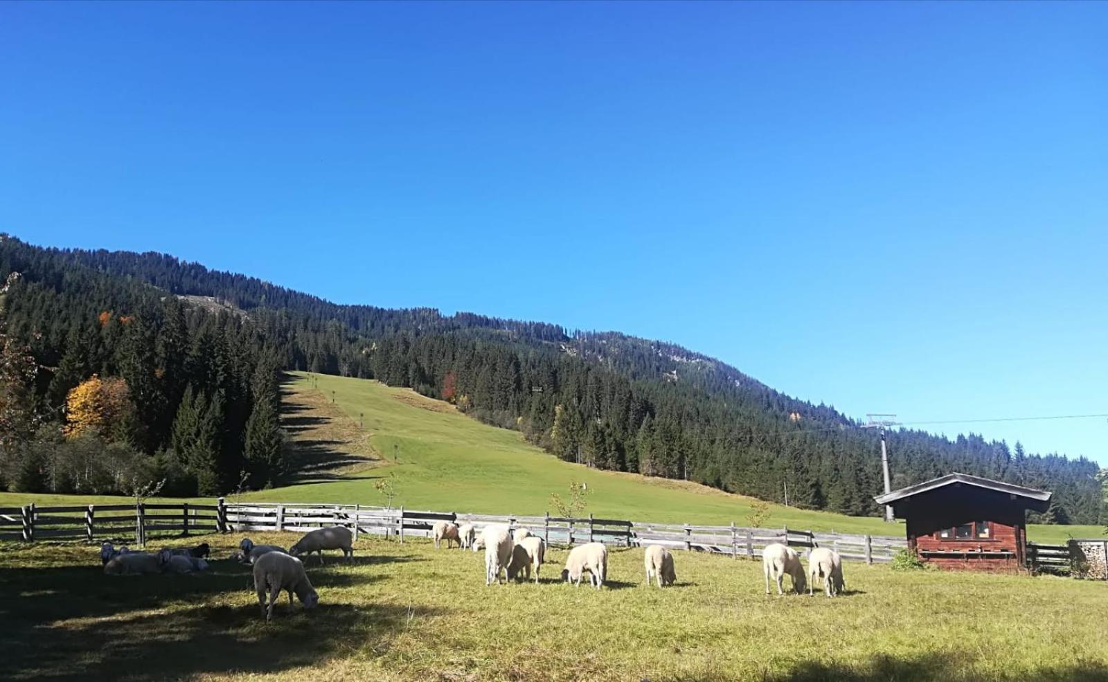 Walchauhof Hotell Flachau Exteriör bild
